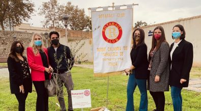 Il Rotaract Club Reggio Calabria sud “Parallelo 38” dona rare piante di ulivo bianco al comune