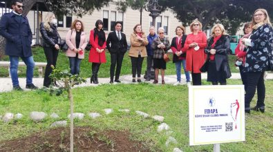 Reggio, sul Lungomare un albero contro la violenza sulle donne: Comune accanto a Fidapa “Morgana”
