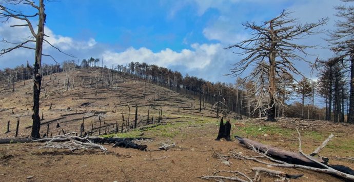 Incendi, l’Associazione guide ufficiali del Parco nazionale dell’Aspromonte nelle zone devastate