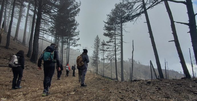 Incendi, l’Associazione guide ufficiali del Parco nazionale dell’Aspromonte nelle zone devastate