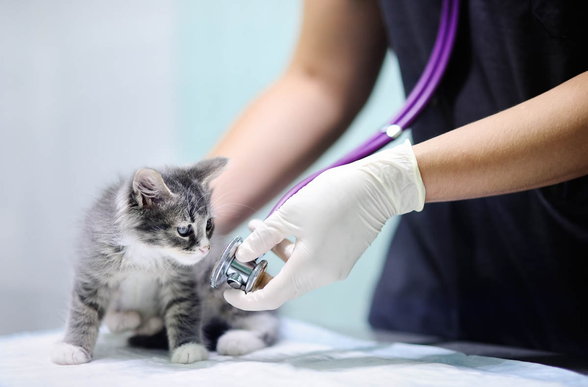 Cliniche veterinarie nel mirino dei Nas, sospese 10 attività di cui una a Reggio