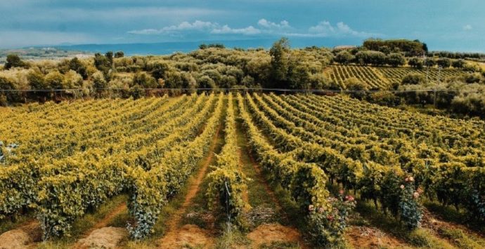 In Calabria il Concours Mondial de Bruxelles: 7.376 i vini in gara