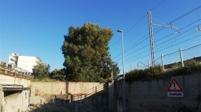 Reggio, Ancadic: «Albero ad alto fusto vicino a rotaia, potenziale pericolo per treni in transito a Lazzaro»