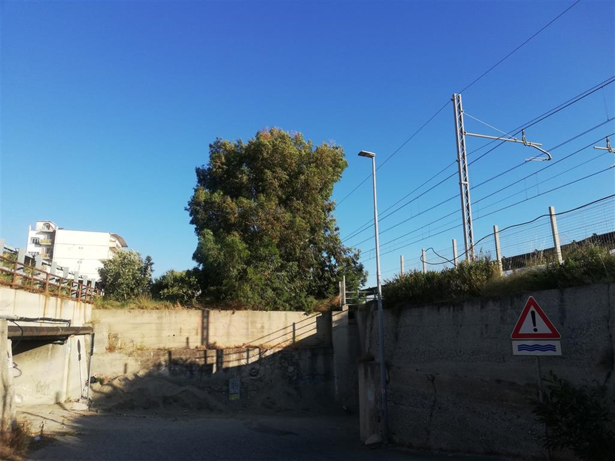 Reggio, Ancadic: «Albero ad alto fusto vicino a rotaia, potenziale pericolo per treni in transito a Lazzaro»