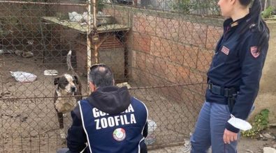 Reggio, maltrattamento di animali domestici: due denunce