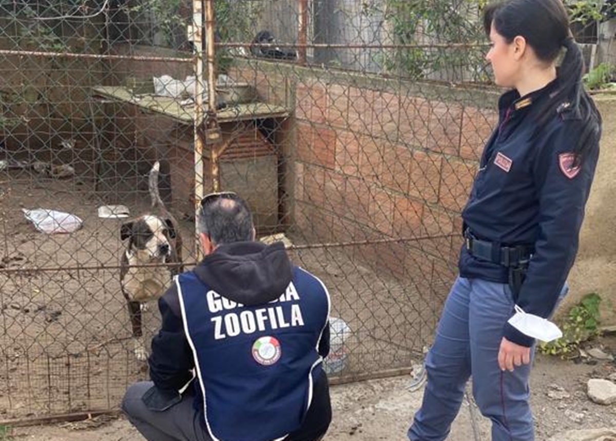 Reggio, maltrattamento di animali domestici: due denunce