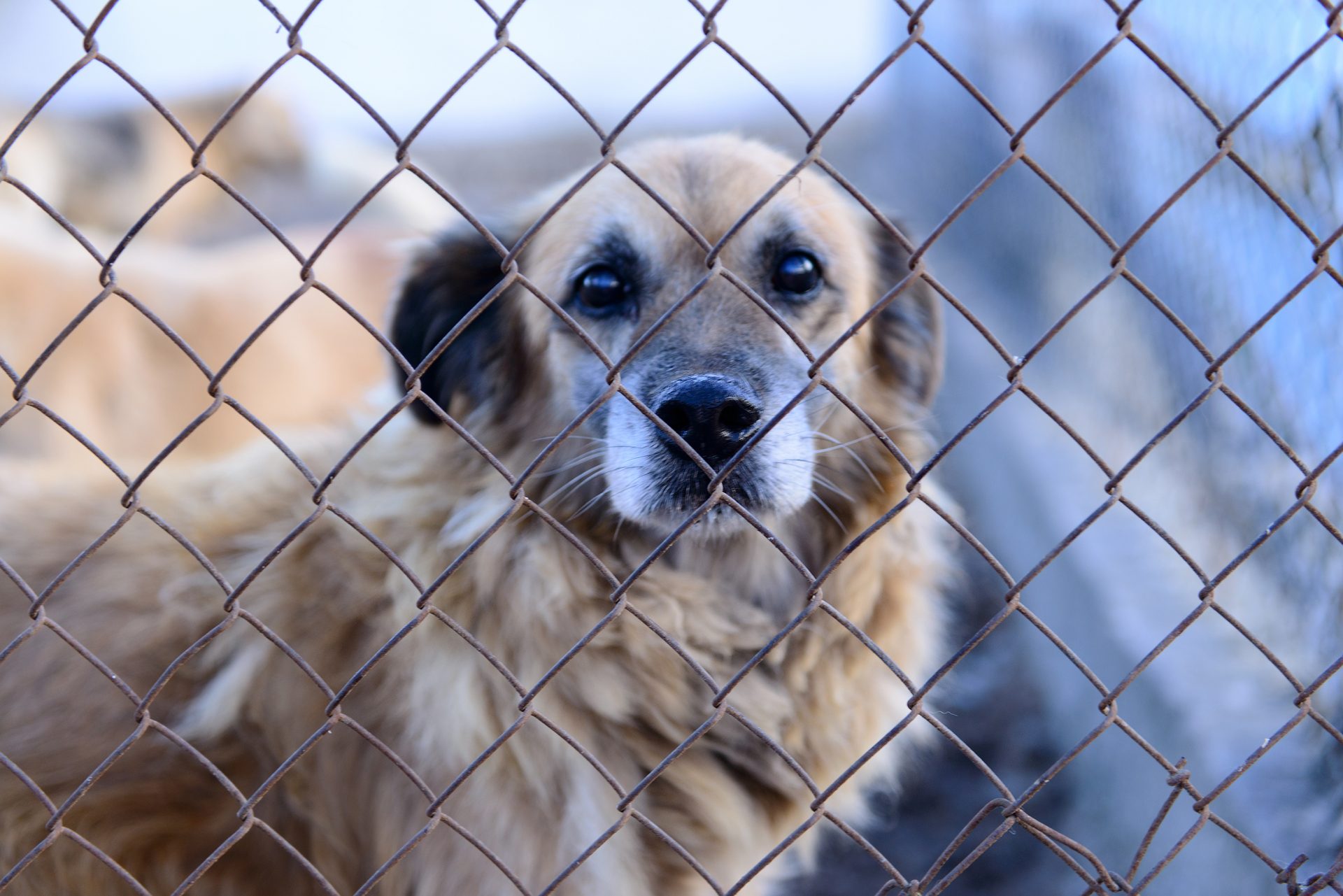 Denunciato recidivo che maltrattava i cani ad Arghillà, Rosati (Lndc): «Reato grave che va trattato come tale»