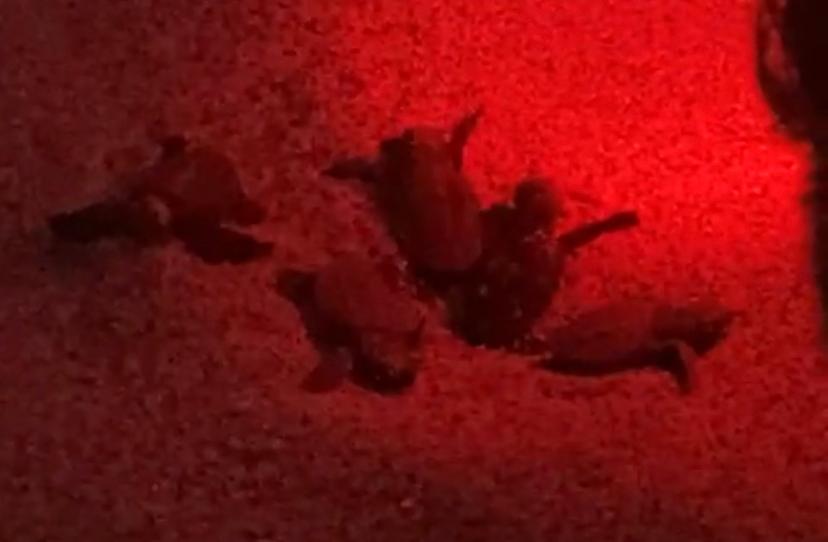 Locride, a Camini la prima schiusa delle tartarughe marine – VIDEO