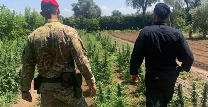 Rosarno, scoperte 5 piantagioni di marijuana: 11 arresti – VIDEO