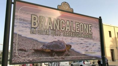 Un ospedale per tartarughe marine, a Brancaleone l’impegno dei volontari