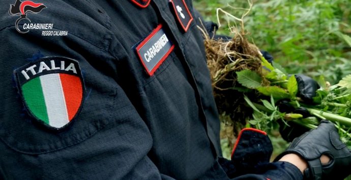 Palmi, carabinieri arrestano 58enne: nascondeva 8 kg di cannabis in un sacco nero
