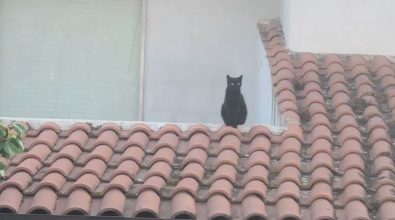 Sant’Ilario dello Ionio, gattina bloccata su un tetto: salvata dai Vigili del fuoco