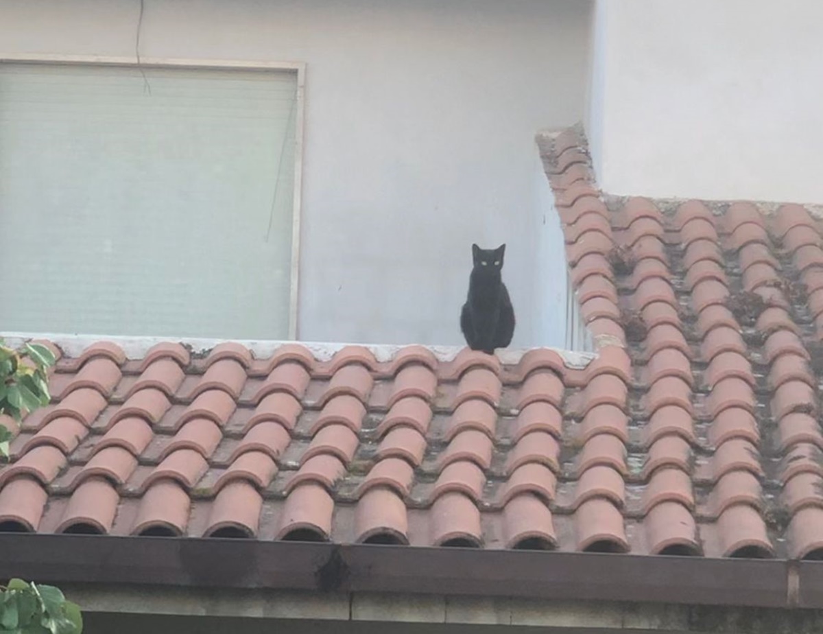 Sant’Ilario dello Ionio, gattina bloccata su un tetto: salvata dai Vigili del fuoco