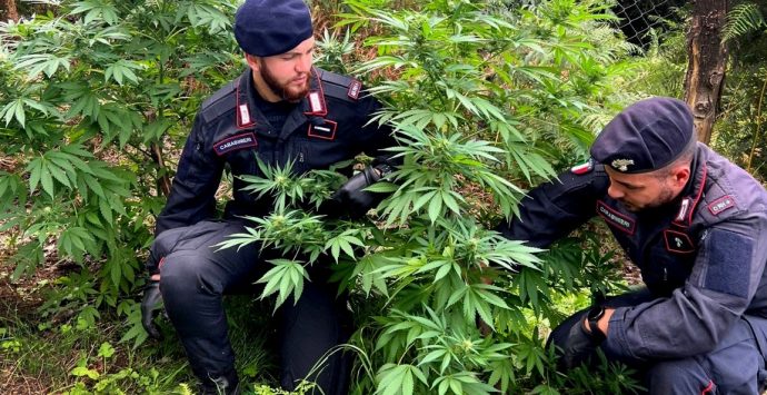 Santa Cristina e Oppido, scoperte due piantagioni di cannabis
