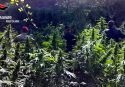 Roccaforte del Greco, rinvenuta una piantagione di marijuana