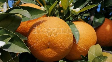 Caulonia, la battaglia di Ilaria per l’arancia “bionda”: al via un progetto di valorizzazione