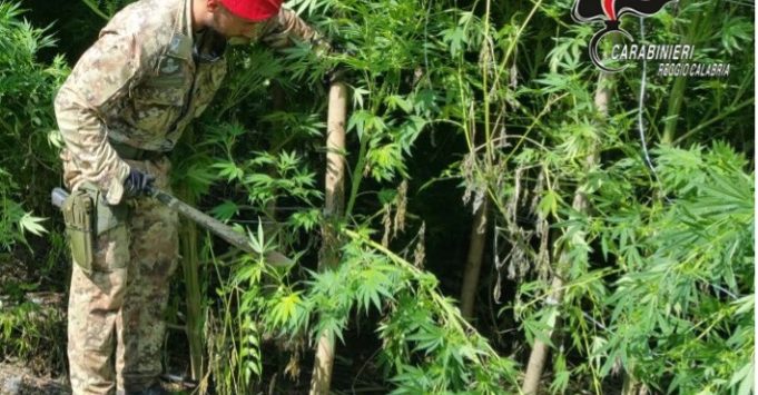 Gioiosa Ionica, scoperta una piantagione di cannabis