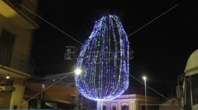 Reggio, a Pellaro l’incanto di un pino secolare illuminato accende il Natale – FOTO E VIDEO
