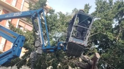 Reggio, motoseghe in azione a piazza Garibaldi:  ficus tagliati per i lavori di ammodernamento