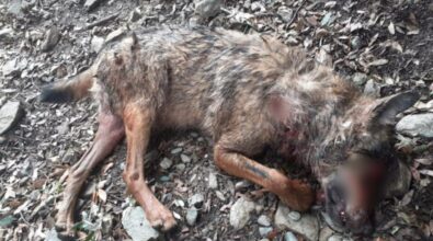 Parco d’Aspromonte, lupo ucciso a colpi di fucile