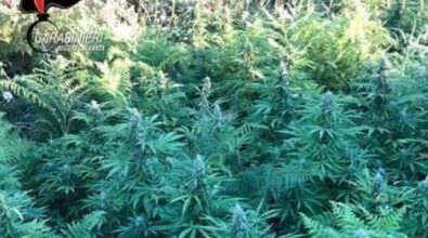 San Roberto, scoperta piantagione di cannabis: due arresti