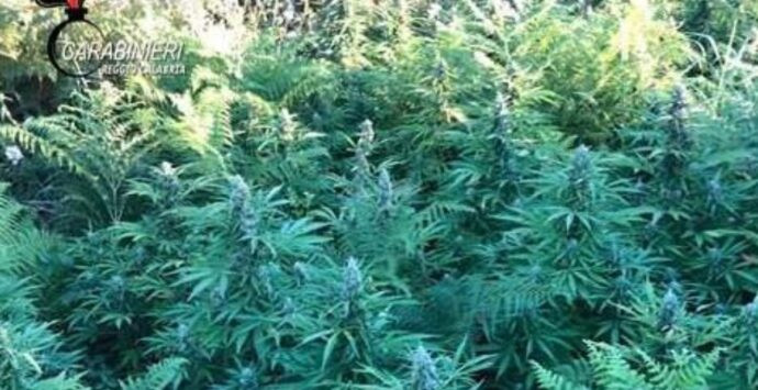 San Roberto, scoperta piantagione di cannabis: due arresti