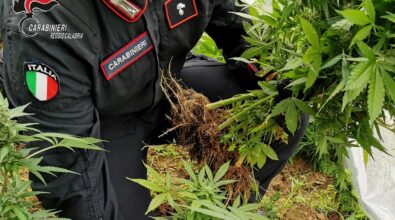 Cardeto, 52enne arrestato per spaccio di droga: sequestrate 100 piante di marijuana