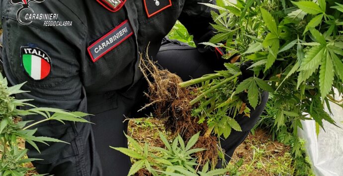 Cardeto, 52enne arrestato per spaccio di droga: sequestrate 100 piante di marijuana
