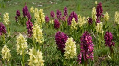 Roccella Jonica diventa capitale delle orchidee dal 27 al 30 aprile