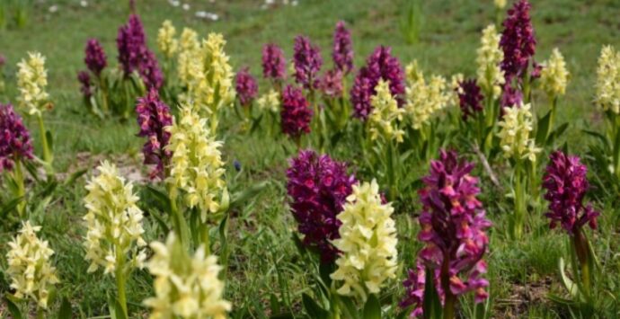 Roccella Jonica diventa capitale delle orchidee dal 27 al 30 aprile