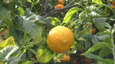 Bergamotto di Reggio verso la Dop, Pizzi: «Estenderla anche al frutto» – VIDEO