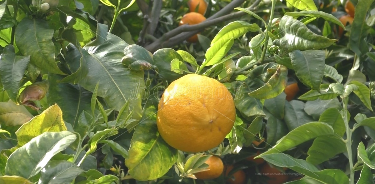 Bergamotto di Reggio verso la Dop, Pizzi: «Estenderla anche al frutto» – VIDEO
