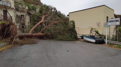 Scilla, unica strada di accesso alla frazione di Favazzina interdetta dal crollo di un albero – VIDEO