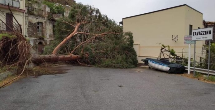 Scilla, unica strada di accesso alla frazione di Favazzina interdetta dal crollo di un albero – VIDEO