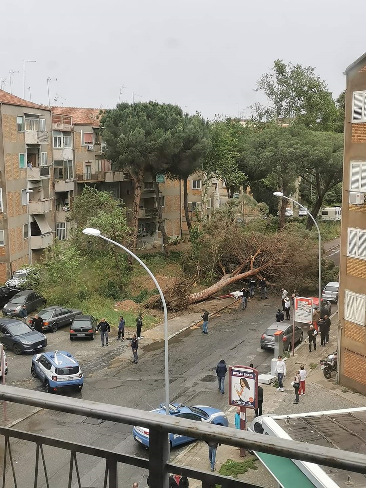 Morto schiacciato da un albero a Reggio, la Procura apre un’inchiesta