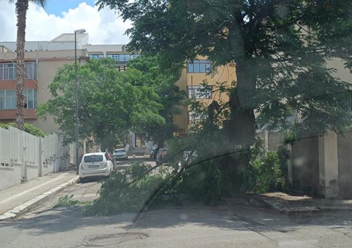 Reggio, è ancora allarme alberi: un grosso ramo cade nei pressi di palazzo Campanella