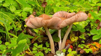 Mangiano funghi velenosi dopo averli raccolti, due coniugi intossicati in Calabria