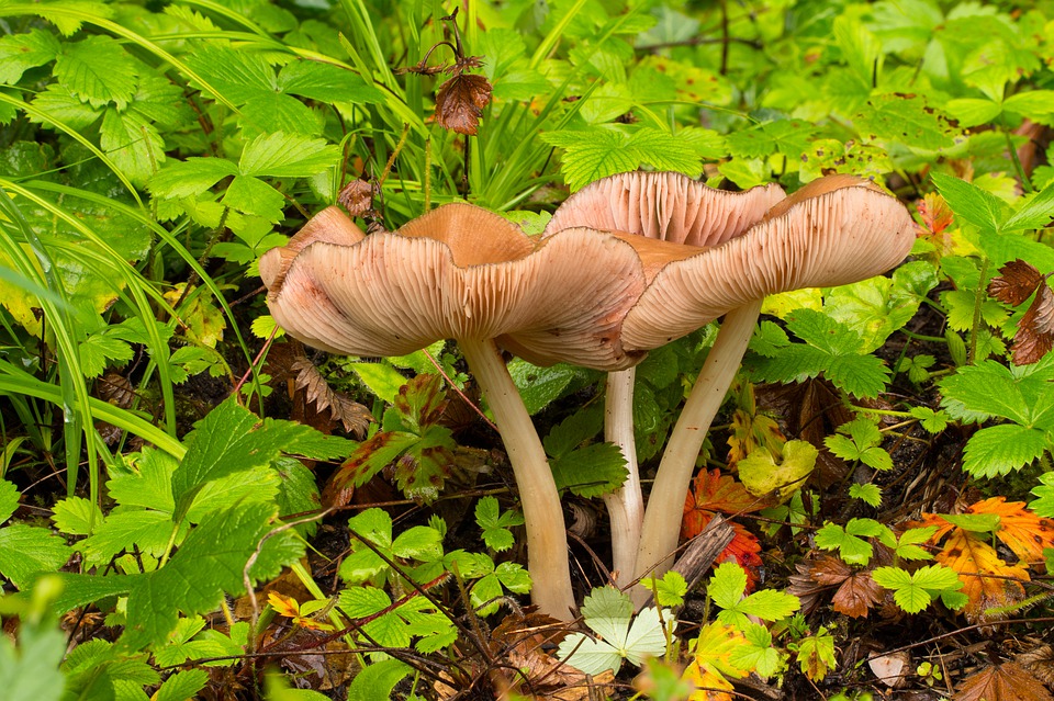 Mangiano funghi velenosi dopo averli raccolti, due coniugi intossicati in Calabria