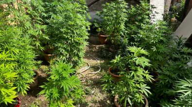 Condofuri, coltivavano e producevano marijuana in 2 ettari di terreno: intera famiglia in arresto