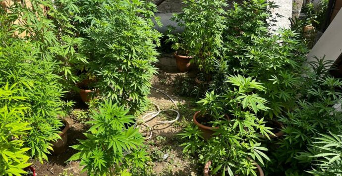 Condofuri, coltivavano e producevano marijuana in 2 ettari di terreno: intera famiglia in arresto