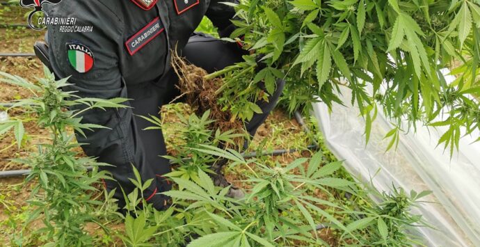 Canolo, coltivava circa 100 piante di marijuana: carabinieri arrestano un 49enne
