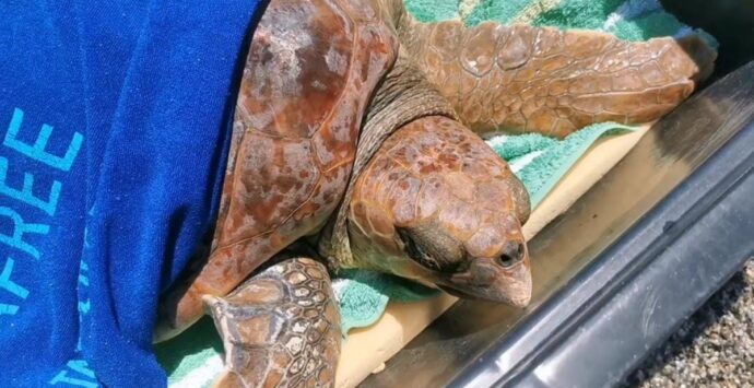 Condofuri, trovata impigliata nella plastica una tartaruga