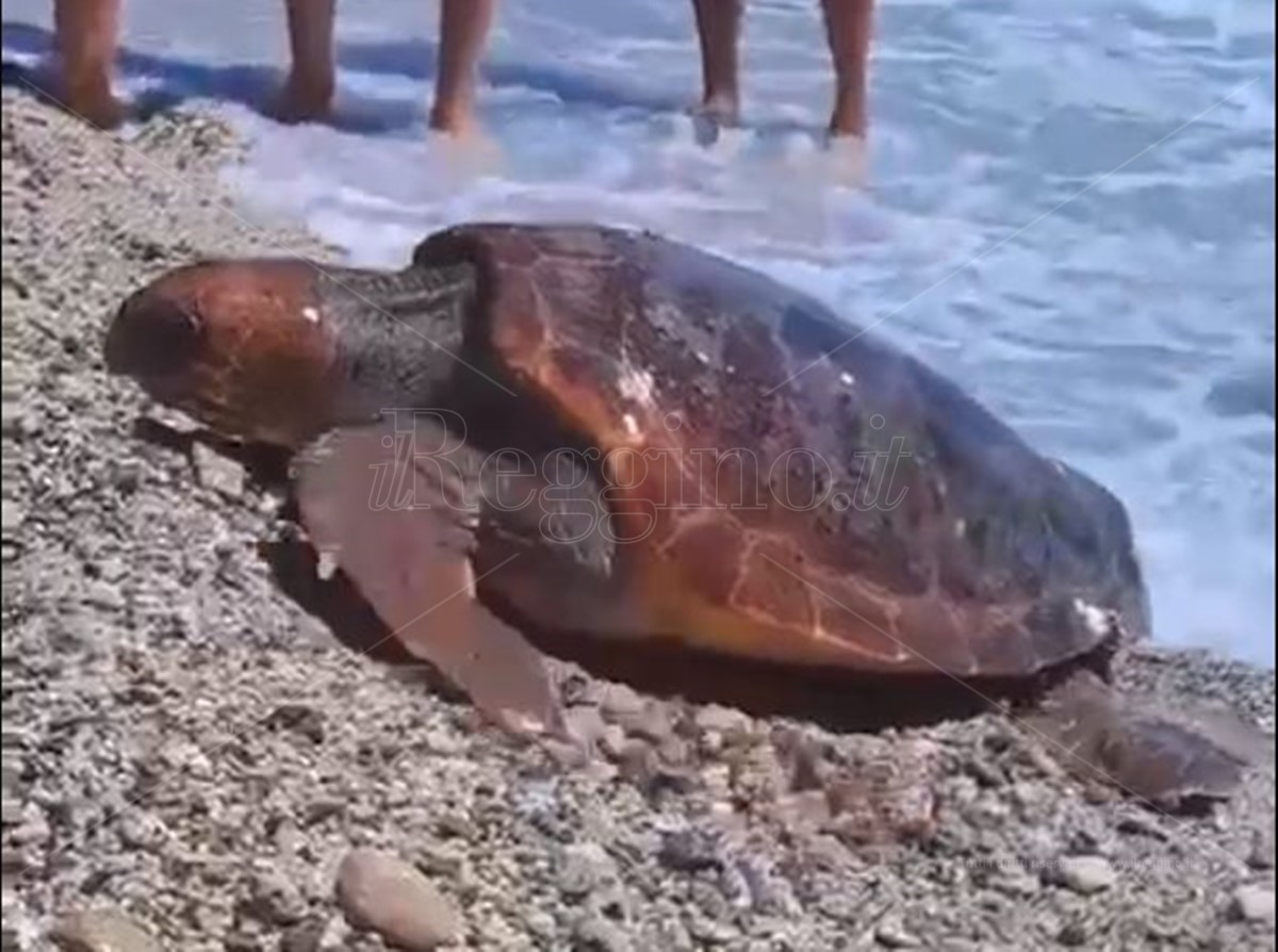 Caulonia, tartaruga esce dal mare per depositare le uova ma ci ripensa e torna in acqua