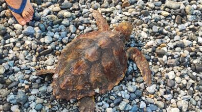 Condofuri, imbarcazione salva una tartaruga caretta caretta in difficoltà – FOTOGALLERY