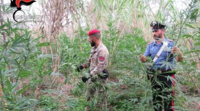 Gioia Tauro, mille piante di marijuana individuate dai carabinieri