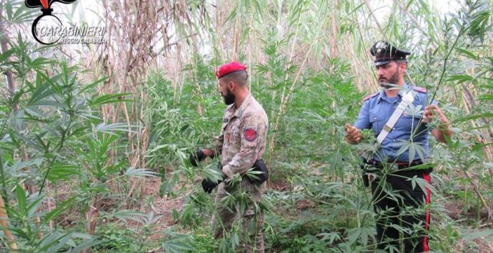 Gioia Tauro, mille piante di marijuana individuate dai carabinieri