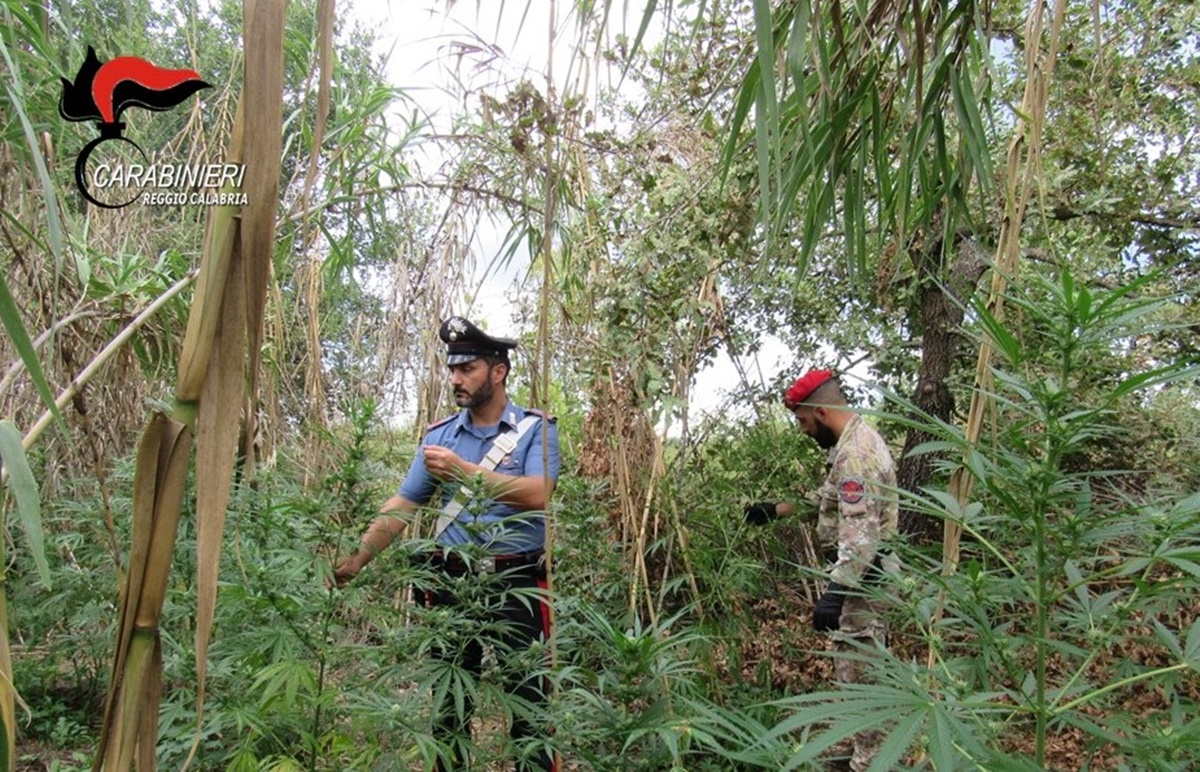 Droga, scoperte due piantagioni di cannabis a Cosoleto e Oppido Mamertina: un arresto – VIDEO