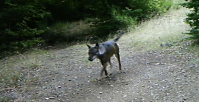 Parco d’Aspromonte, proseguono le attività per il monitoraggio del lupo