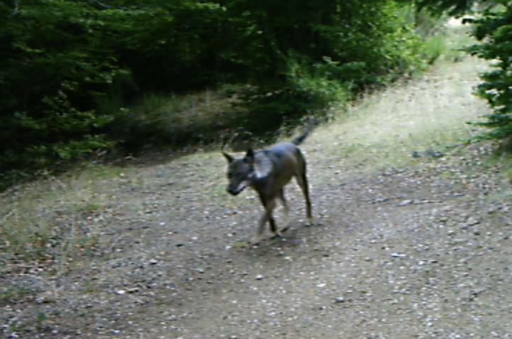 Parco d’Aspromonte, proseguono le attività per il monitoraggio del lupo