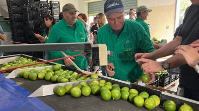 Bergarè entra nelle aziende reggine, così il bergamotto di Reggio Calabria ha estasiato il mondo – VIDEO E FOTO